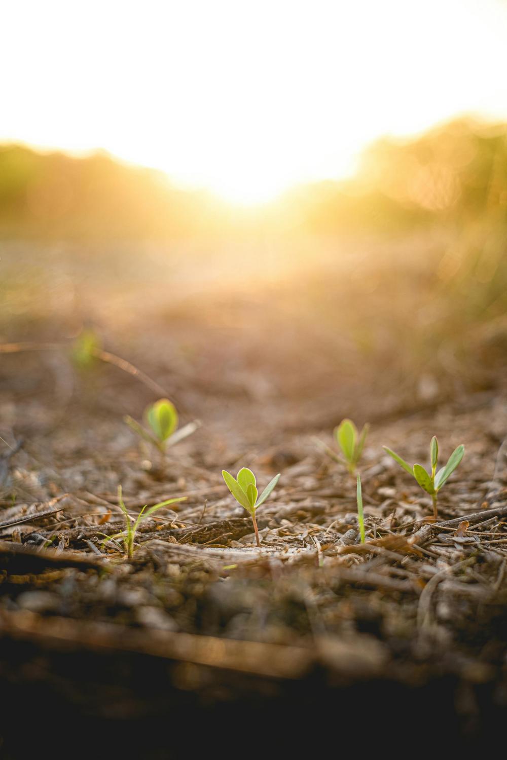 Small green seedlings sprouting from the soil with sunlight shining in the background.