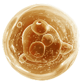 Microscopic view of a human embryo at the blastocyst stage, showing a cluster of cells enclosed in a round outer layer.