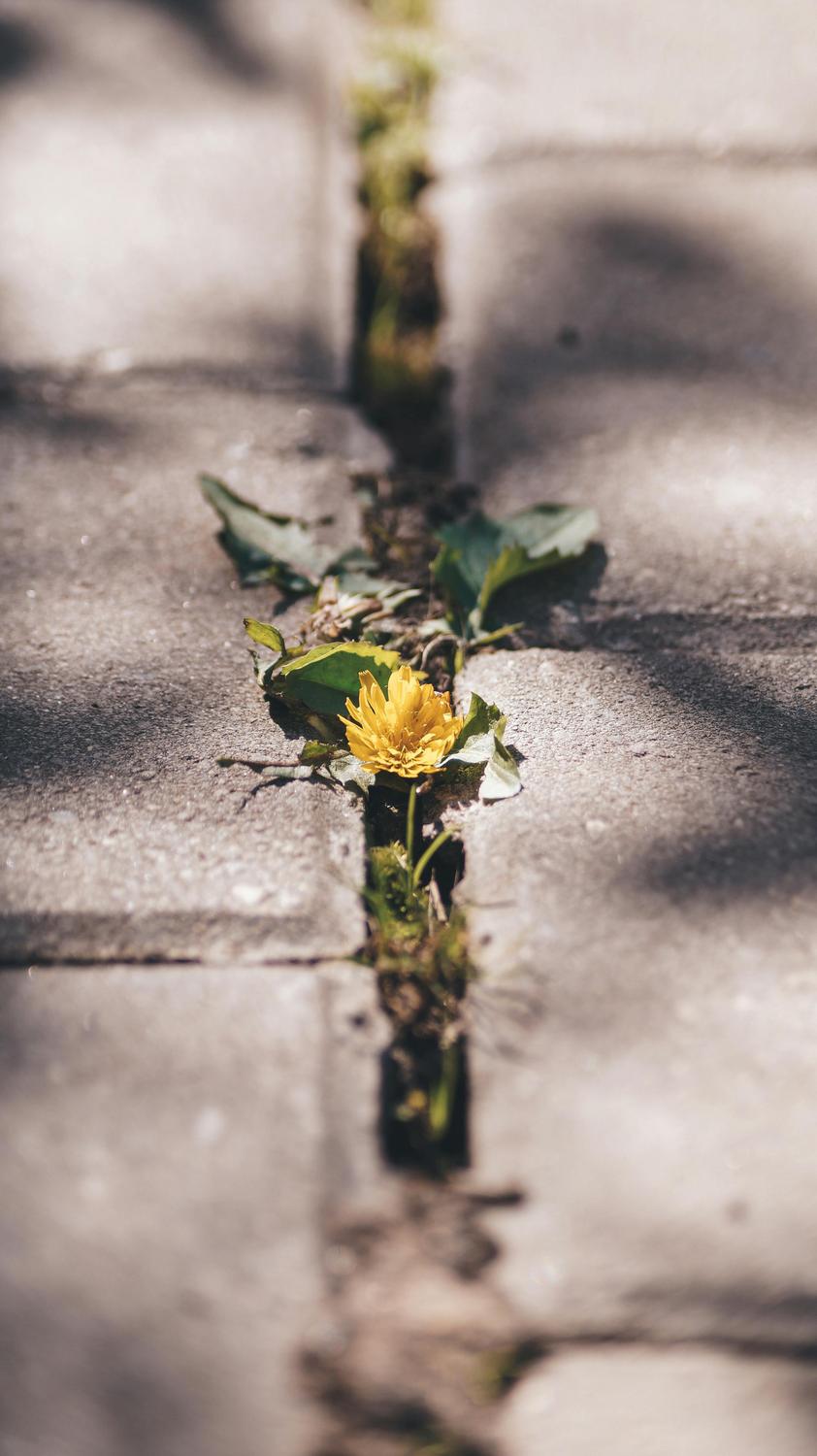 A yellow flower with green leaves grows through a crack between gray pavement tiles, with sunlight and shadows on the ground.